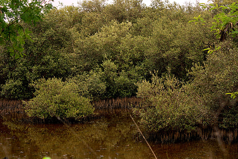 Mangroves, Mumbai’s first line of defense against floods and cyclones