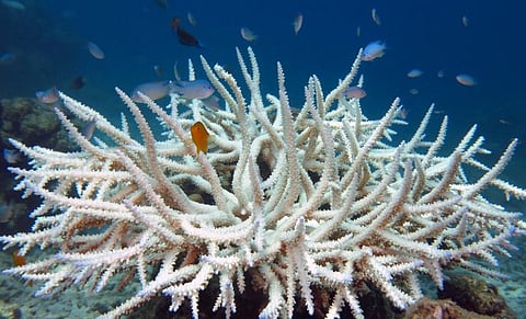 A bleached coral. Image for representation purposes only