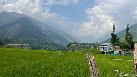 Modern infrastructure, like this power pylon, now stands over the rice fields, a sign of the pressures facing traditional farming.
