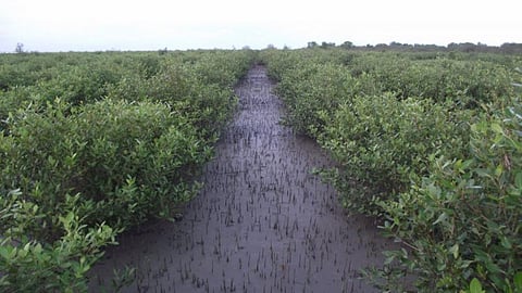 Mangroves of the Sunderbans