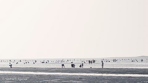 Sand provides habitat spaces that allow for breeding, nesting and thriving of riverine life, including species of fish and bivalves, which may be manually harvested by local people. In the Chapora river in Goa, locals gather to collect khube (clams) from the sandbanks.