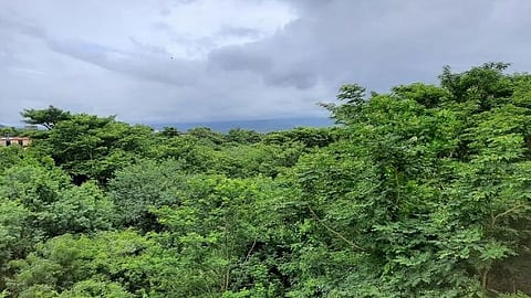 Deep-rooted forests are handling the stress much better than our intensive croplands, which are becoming increasingly fragile.