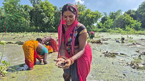 Anita Devi lifts her hand and smiles softly. With the foxnuts she collected during harvest in her hands that are rough and wounded.
