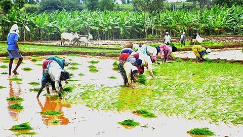 Work draws women’s bodies low to the earth, where repetition and strain gather slowly