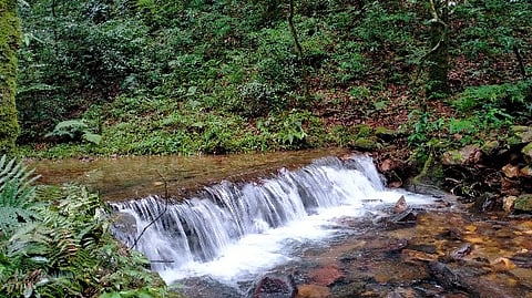 Stream within Mawphlang's sacred forest.