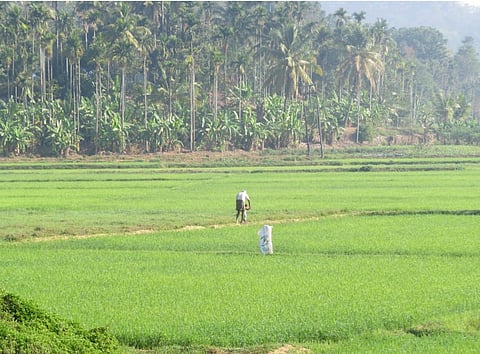 Paddy farms in Wayanad, Kerala.