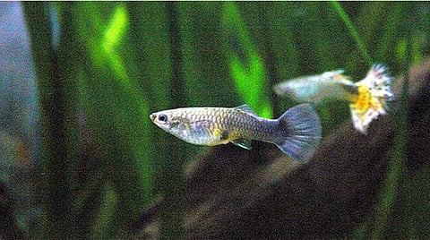 Guppies, an invasive fish used in India for mosquito control.