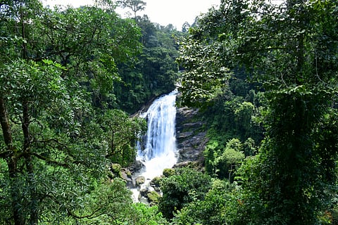 Preserving India's Rainforests: Balancing Biodiversity, Policy, and Indigenous Livelihoods