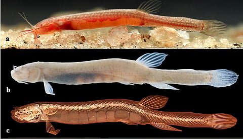 Gitchak nakana, the unique groundwater dwelling fish from North East India.