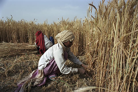 Low-tech irrigation scheduling can prevent India’s groundwater crisis