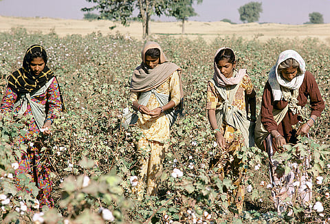 Only a minor portion of rainfall actually infiltrates the soil to become available to the cotton plants