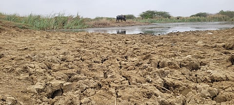 A nearly dried-up pond on the outskirts of Bhuj contains only a small amount of saline, muddy water, making it unsuitable for livestock. (Credit: Jay Anjaria, Homes in the City)