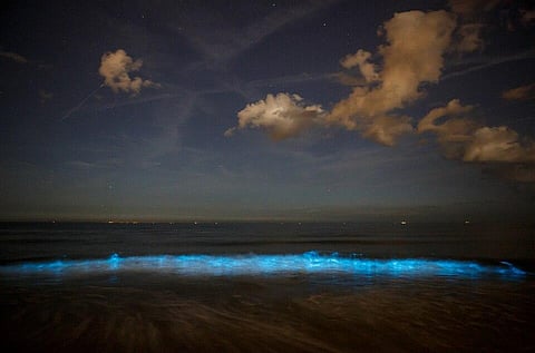 Sea sparkle (type of marine plankton) blooms. Source: Sander van der Wel from Netherlands via Wikimedia Commons.