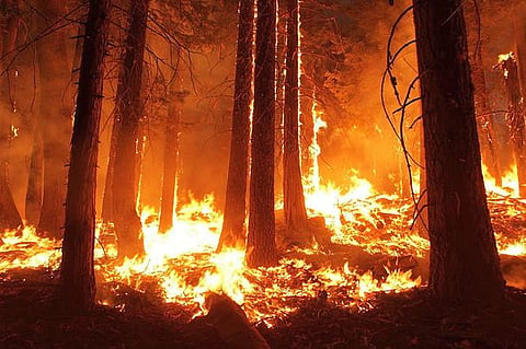 Mizoram's forest fires are predictable. (Image: Wikimedia Commons)