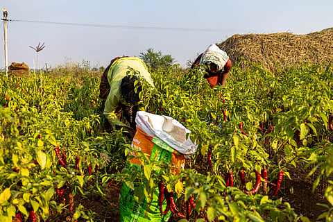 More than 70 years of climate data show earlier heat and shifting rainfall patterns in Raichur, disrupting crop cycles and increasing risks for farmers.