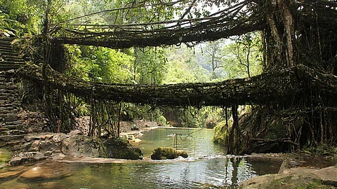 A living root bridge, a type of simple suspension bridge formed of living plant roots by tree shaping in village Nongriat, Meghalaya (Image: Wikimedia Commons)