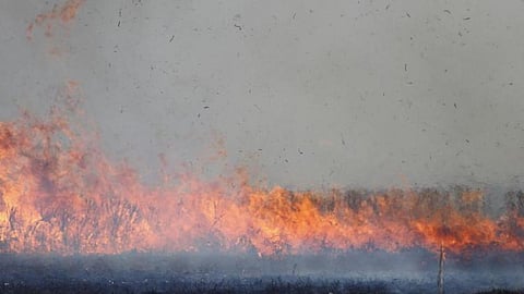 A large amount of crop residues are available in western UP and most of these are burnt in the field (Image: Ed Dunens, Flickr Commons)