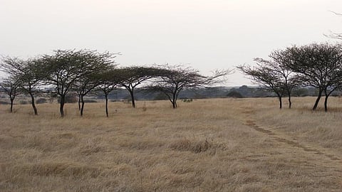 Savanna grasslands at Nannaj Bustard Sanctuary, Solapur, Maharashtra (Image Source: Raju Kasambe via Wikimedia Commons)