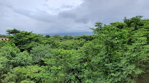 The Western ghats forests, under threat (Image Source: India Water Portal)