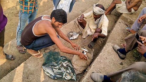 Fish harvesting by Changariya fishing cooperative, Mandla, Madhya Pradesh (Image: Foundation for Ecological Security)