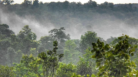 Dallirajhara forest of Chhattisgarh (Image: Tanvir Khan, Pixabay)