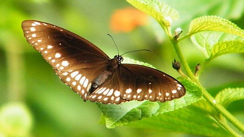 Common Indian crow butterfly (Image: Abhilash A K Abhialeena)