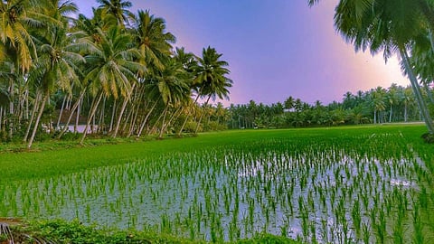 Sustainable agricultural practices lead to water saving, soil conservation, sustainable land management, conservation of natural resources, ecosystem and climate change benefits. (Image: Maheshwara, Pixahive)