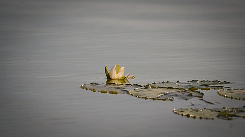 A wetland supports life in myriad forms (Image source: IWP Flickr photos)