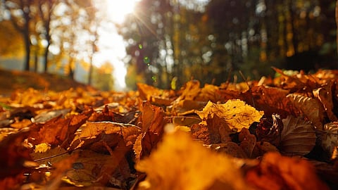 Maximum temperatures breaking records are now here to stay with the rise in global mean temperatures (Image: Frau Katze, Pixabay)