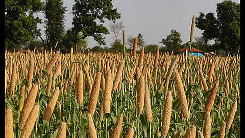 A millet crop ready for harvest in rural India (Image Source: Wikimedia Commons)