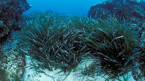 Mediterranean seagrass (Image: David Luquet, CNRS-Sorbonne University)