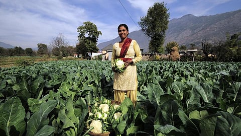 Crop diversification to cope with climate shocks in Himachal Pradesh (Image Source: Wikimedia Commons)