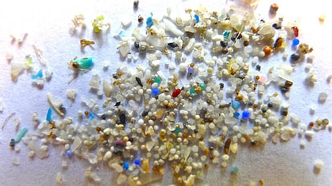 Microplastics (Image: Oregon State University, Wikimedia Commons)