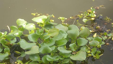 Water hyacinth, invaders in disguise (Image Source: India Water Portal)