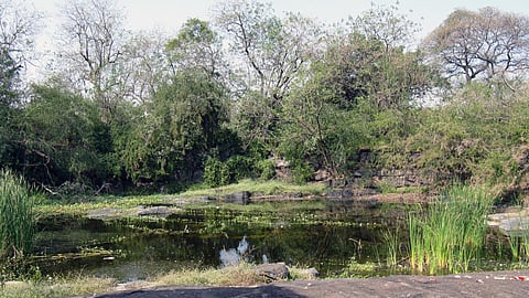 Freshwater ecosystems, under threat (Image Source: Biologia Life Science LLP)