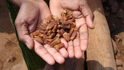 Dried mahua flowers (Image Source: Pankaj Oudhia via Wikimedia Commons)