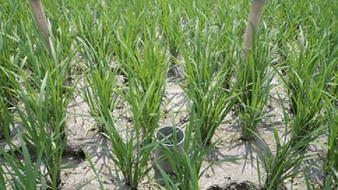 Alternate Wetting and Drying (Image: Zoheb Mahmud Khan)