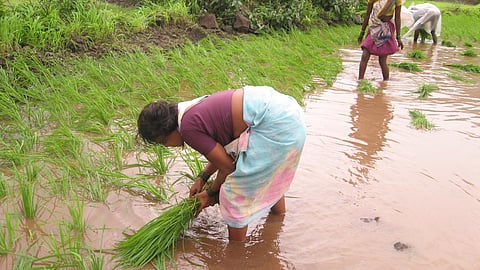 Working for long hours in collected waters can increase the risk of leptospirosis (Image Source: India Water Portal)
