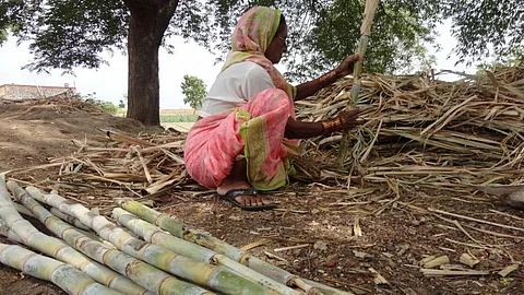 Sugarcane, the water thirsty crop of Marathwada (Image Source: Azhar Feder, Wikimedia Commons-CC-BY-SA-3.0)