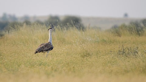 Great Indian Bustard, Rajasthan (Image Source: Saurabh Sawant via Wikimedia Commons)