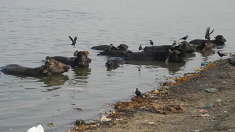 The polluted Ganges (Image Source: Lane via Wikimedia Commons)