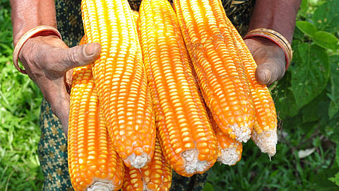 (Image: Balaram Mahalder; Wikimedia Commons: CC BY-SA 3.0 DEED)
