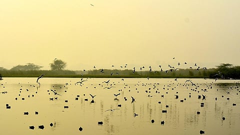 Okhla Bird Sanctuary, Noida (Image Source: Awankanch via Wikimedia Commons)