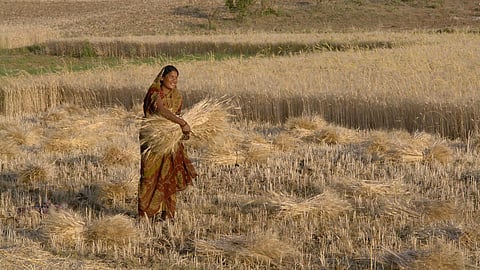 Woman harvesting wheat, Raisen district, Madhya Pradesh, India.(Image Source: © Yann Forget / Wikimedia Commons / CC-BY-SA)