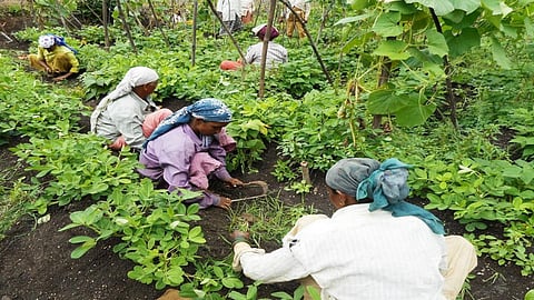 Farm women at work. Image for representation purposes only (Image Source: IWP Flickr photos)