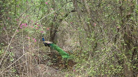 Forest area of Delhi Ridge (Image: Wikipedia)