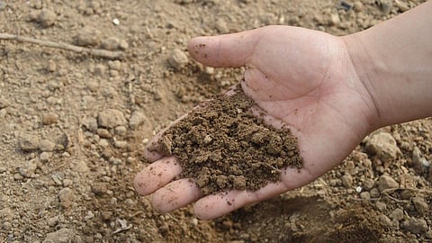 Controlling nematodes poses a problem (Image: Pxhere)