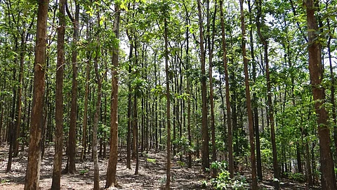 Carbon-dense tropical forests in India (Image: Needpix)