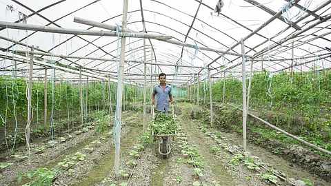 Drip irrigation in use (Image: IWMI Flickr)