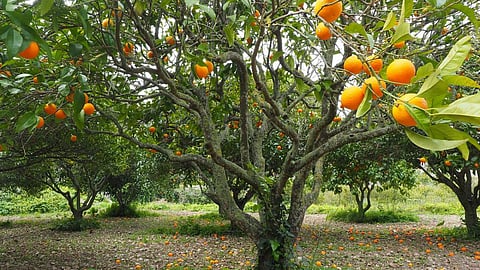 Examining orange growers' perceptions and strategies to mitigate drought impacts (Image: Needpix)